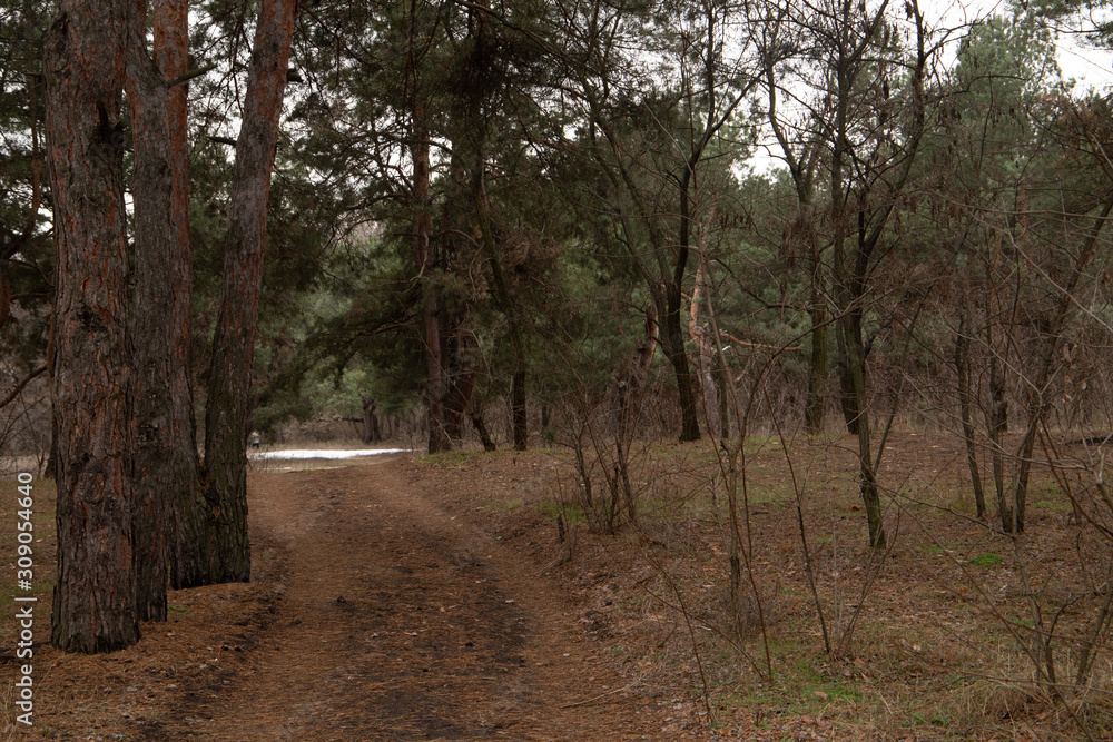 Pines and trees in the pine forest with road between, Ukraine Pines and trees in the pine forest with road between, Ukraine