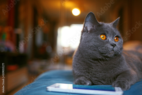 Grey cat plays on smartphone