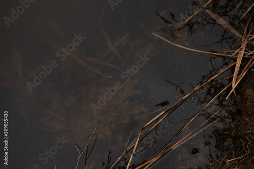 Bulrush in the water closeup second angle