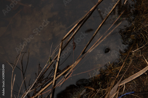 Bulrush in the water closeup thrid angle