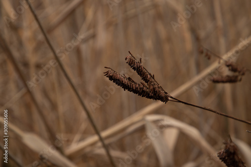 Dry bulrush flower close-up