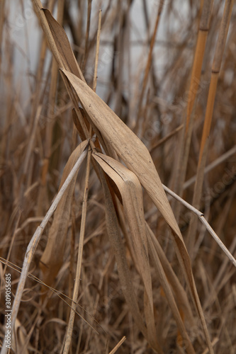 Bulrush leaf on the lake close-up