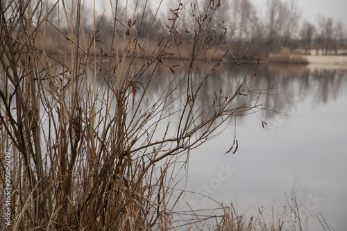 Reeds on a lake close-up