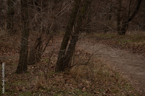 Dense forest