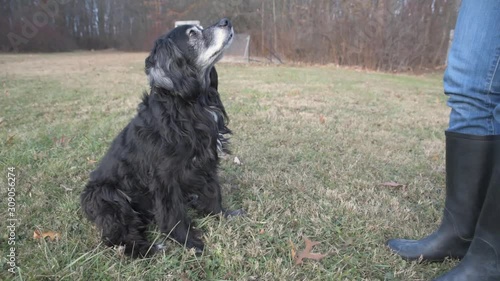 Smart Dog Does Tricks in Back Yard for Treats 60fps