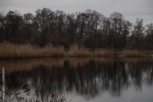 Morning on the lake in the forest