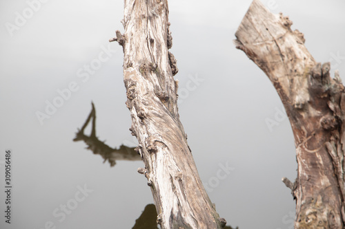 Bright Branch of a tree above mirror water close-up