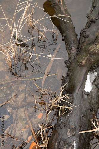Wooden log on the water and transparent bottom on the background