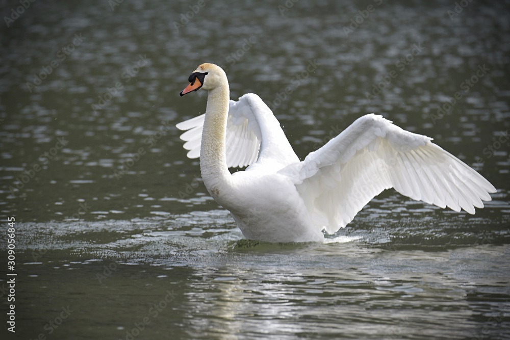swan on the lake swan on the lake