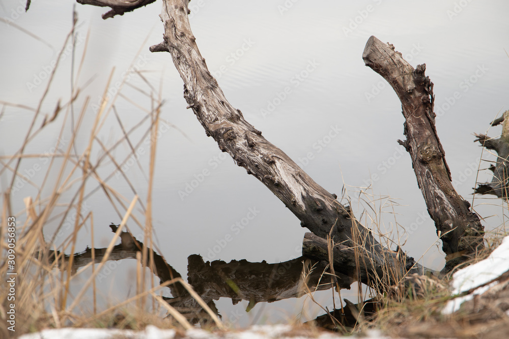 Branch of a tree above mirror water close-up Branch of a tree above mirror water close-up