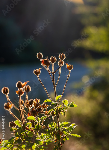 Dry branches in front, orange light reflections in the background.