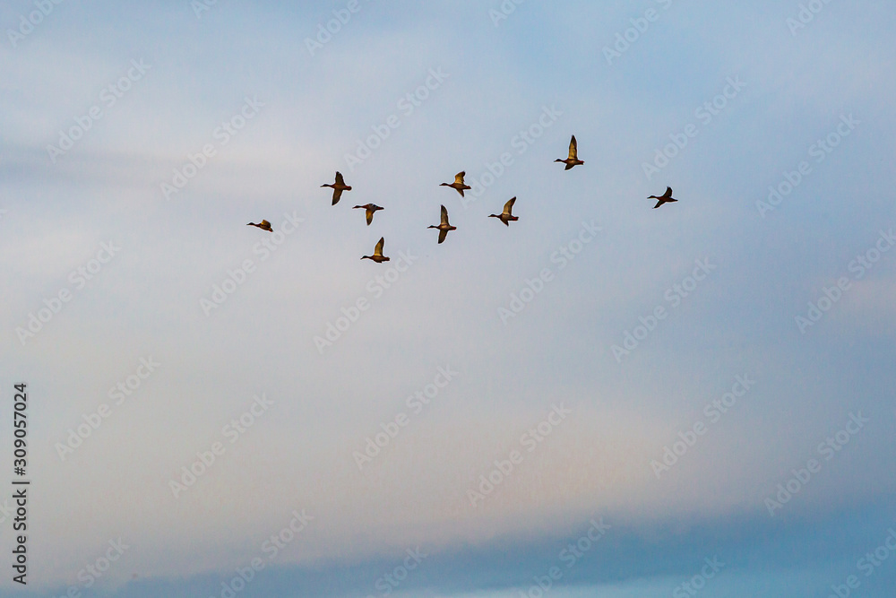 Looking up at a flock of geese in flight