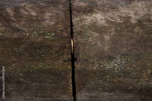 A coin in the crack of a tree