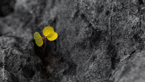 Flower seedlings growing among the cliffs. Background suitable for studies on...