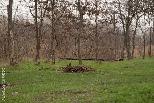 Glade in the forest with brushwood in the middle