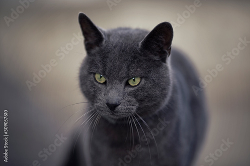 Beautiful gray cat with green eyes