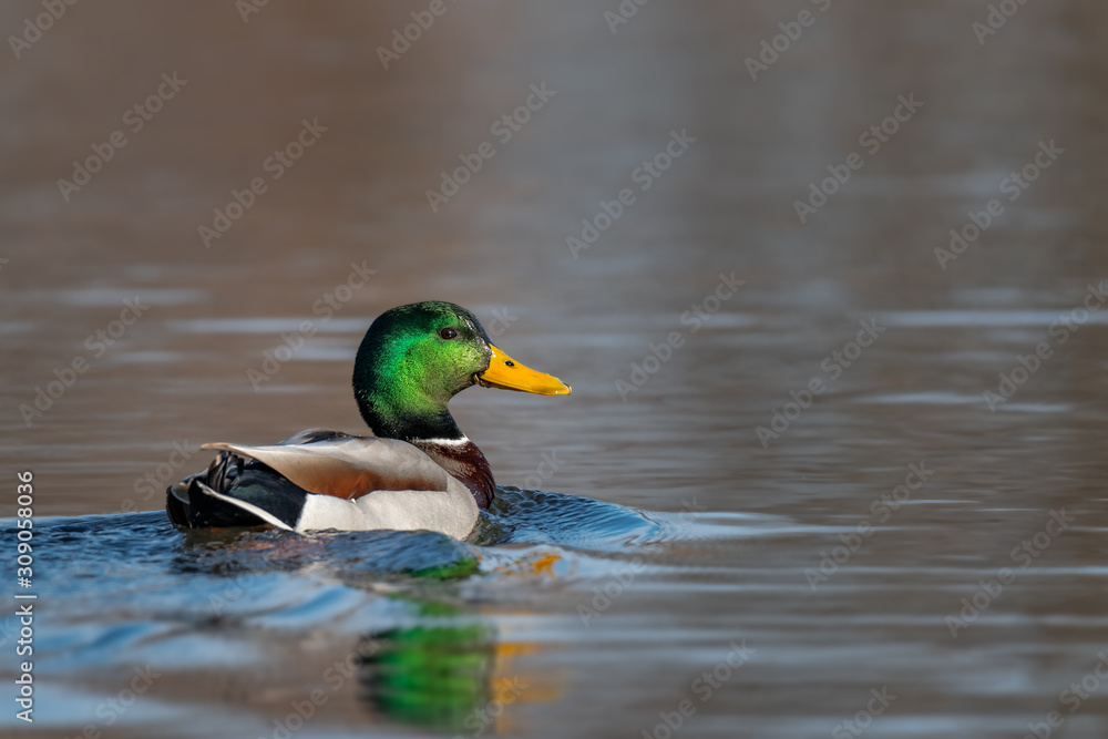 Amazing mallard duck swims in lake or river under sunlight landscape. Closeup perspective of funny duck. Amazing mallard duck swims in lake or river under sunlight landscape. Closeup perspective of funny duck.