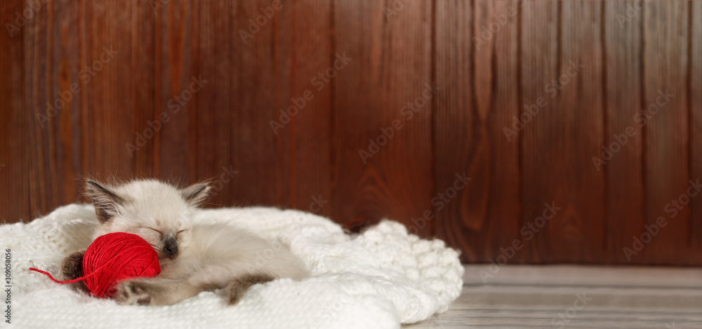 Cute baby cat. Cozy kitten on a white knitted sweater with a ball of red yarn. Cute baby cat. Cozy kitten on a white knitted sweater with a ball of red yarn.