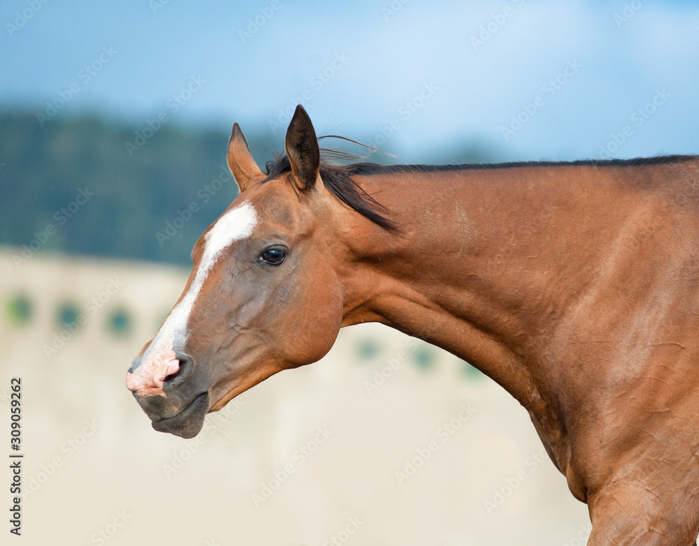 Fototapeta premium Akhal-teke horse makes funny face