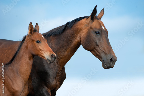 Akhal-teke mare and foal portrait on blue sky background