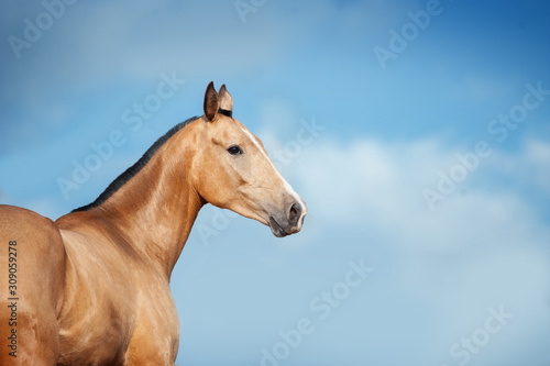 Akhal-teke horse on blue sky background