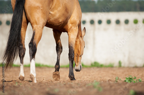 akhal-teke horse in paddock, back view, detail