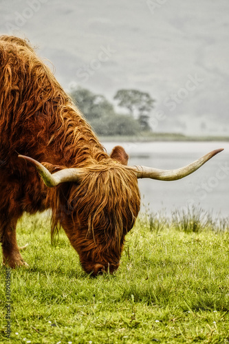 Highlandcow grast auf der Wiese in Schottland photo