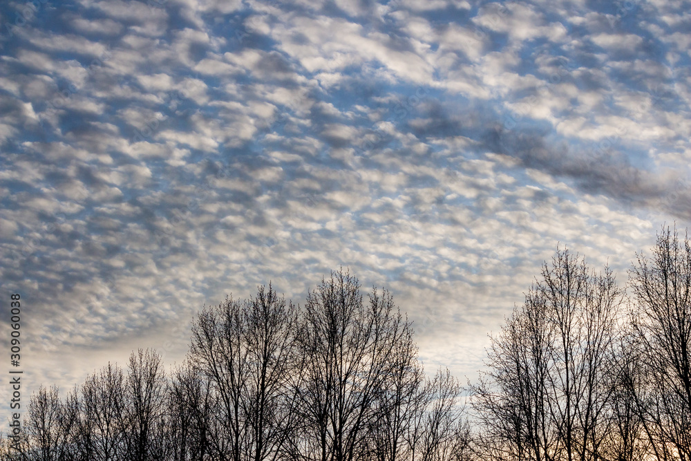 Treetops and Altocumulus clouds in blue sky Treetops and Altocumulus clouds in blue sky