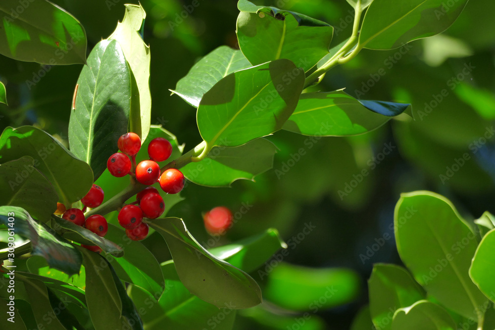 The ultimate Christmas symbol, the Holly or Ilex aquifolium
