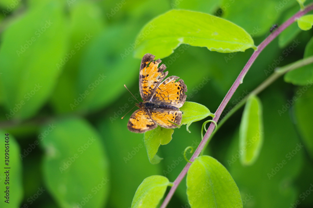 Common Leopard Butterfly