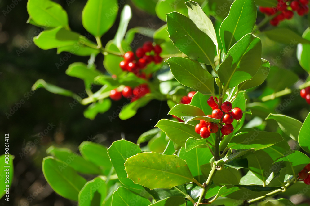 The ultimate Christmas symbol, the Holly or Ilex aquifolium The ultimate Christmas symbol, the Holly or Ilex aquifolium
