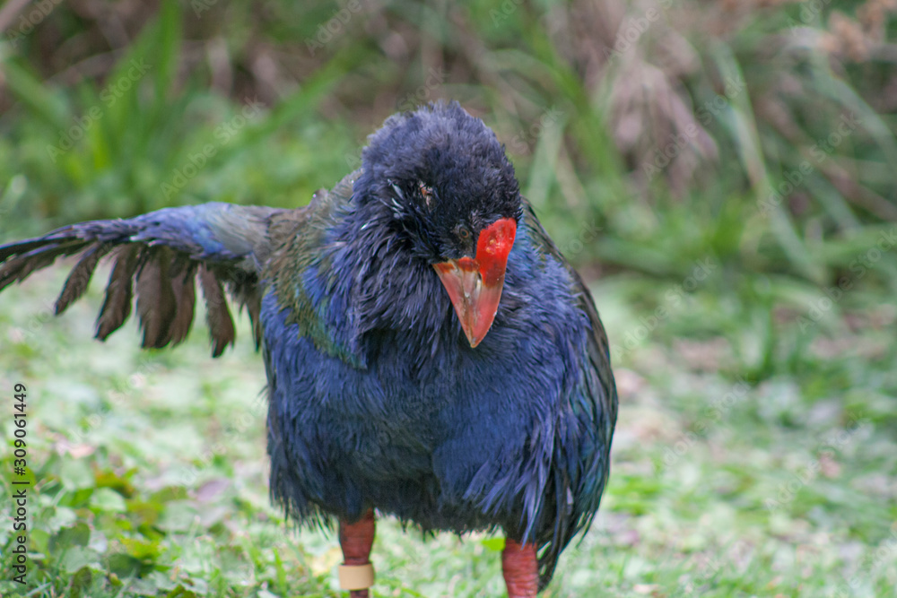 NZ native flightless bird the Takahe. Was considered extinct but found in 1948 in Fiordland. Currently threatened, vulnerable status. Strong red beak. Cleaning iridescent blue green feathers and wing.