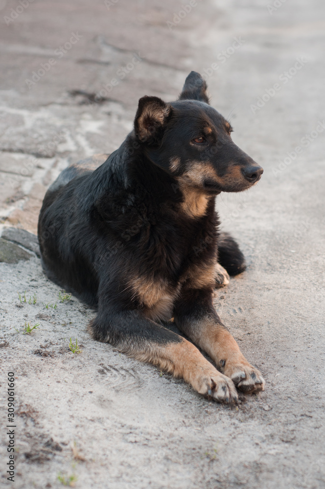 Pooch, close-up. A black dog with red spots lies on the street and looks into the distance. Pooch, close-up. A black dog with red spots lies on the street and looks into the distance.