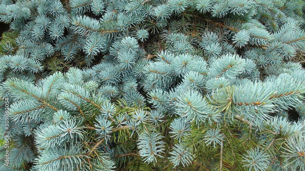 Picea pungens, comonly the blue spruce, green spruce, white spruce, Colorado spruce. Branches background, evergreen tree, silver     