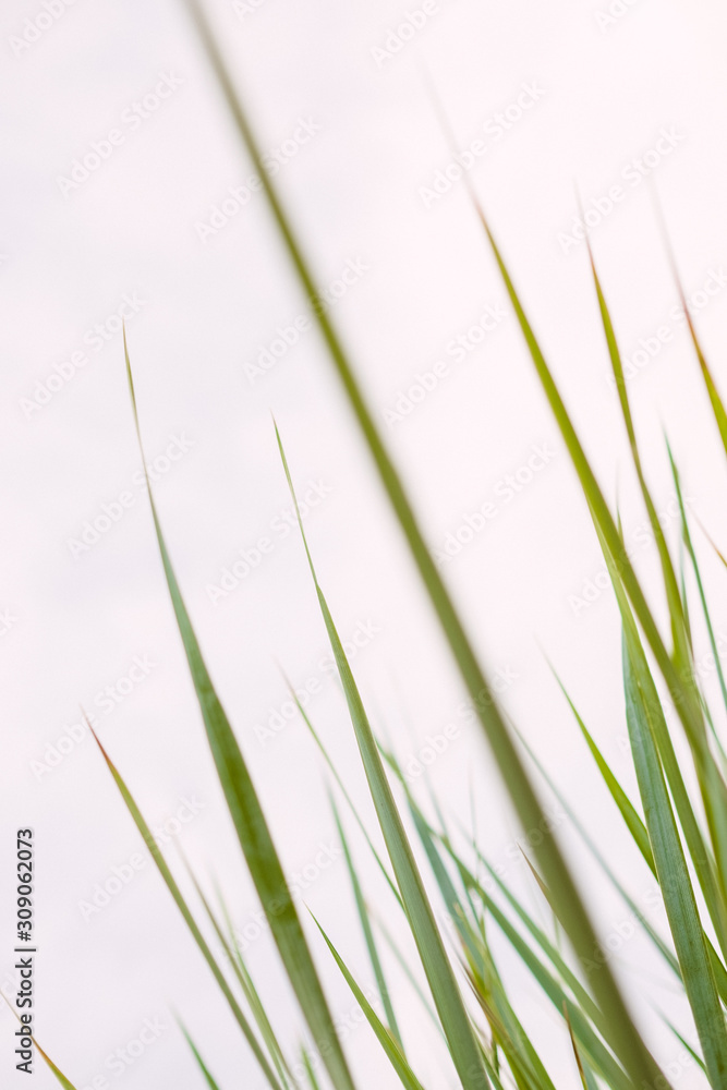 green grass green grass