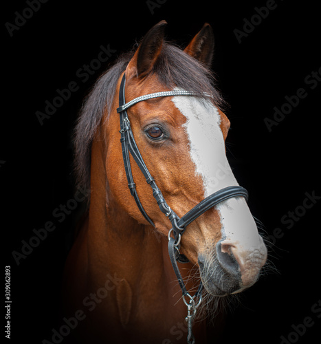 Black Photo Portrait of a friendly looking Dutch warmblood dressage horse looking to the right, isolated on a black background