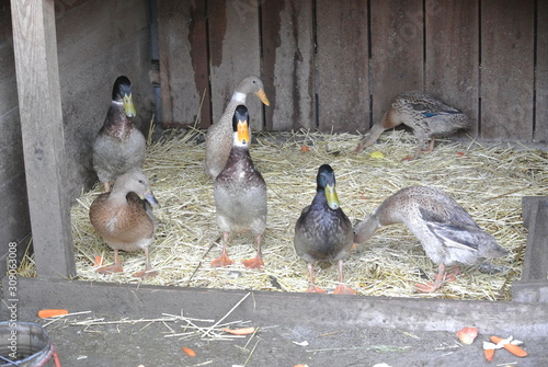 ducks like humans on two legs