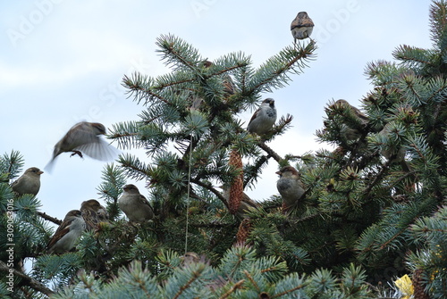 Sparrows on the Christmas tree