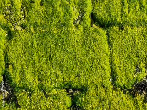 stone wall pattern covered in green seaweed, coastal nature background pattern photo