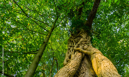 Slika na platnu closeup of a fused tree trunk in the liesbos forest of breda, the netherlands, t