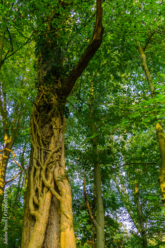 Фотография Beautiful fused tree trunk in the liesbos forest of breda, the Netherlands, Tree