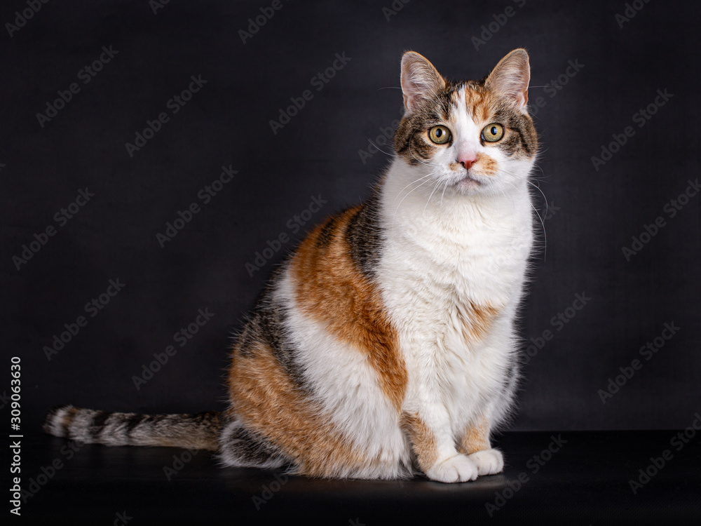 Fototapeta premium Sitting domestic tortoiseshell cat with white, black and red, looking straight at the camera, isolated on black background