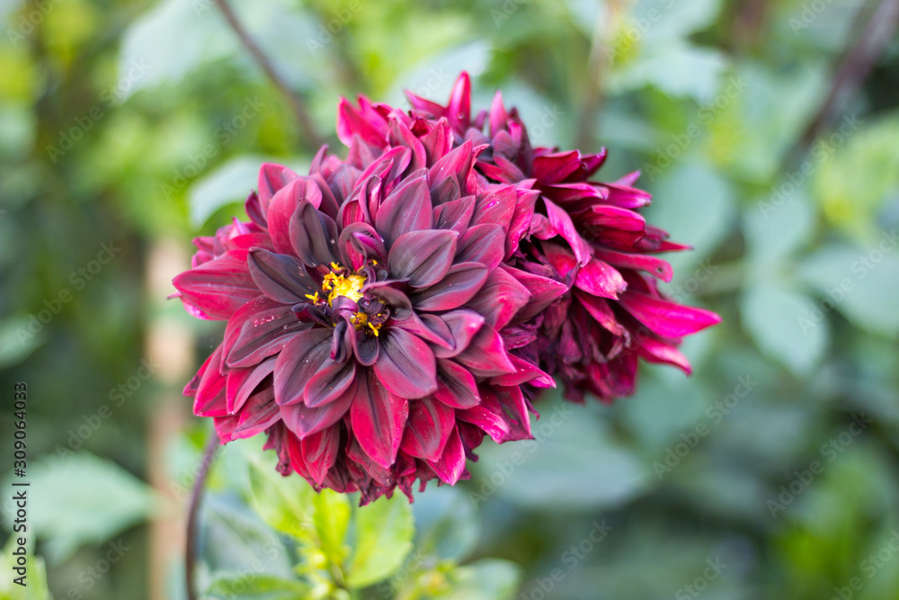 Obraz premium Dark Red Flower Close Up