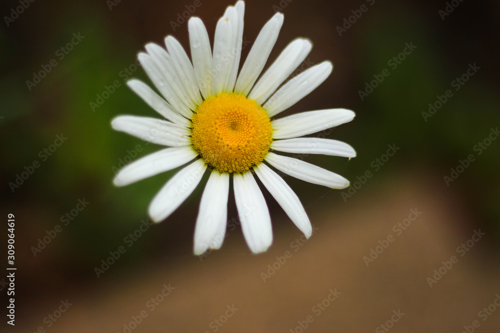 Obraz premium Close Up Daisy