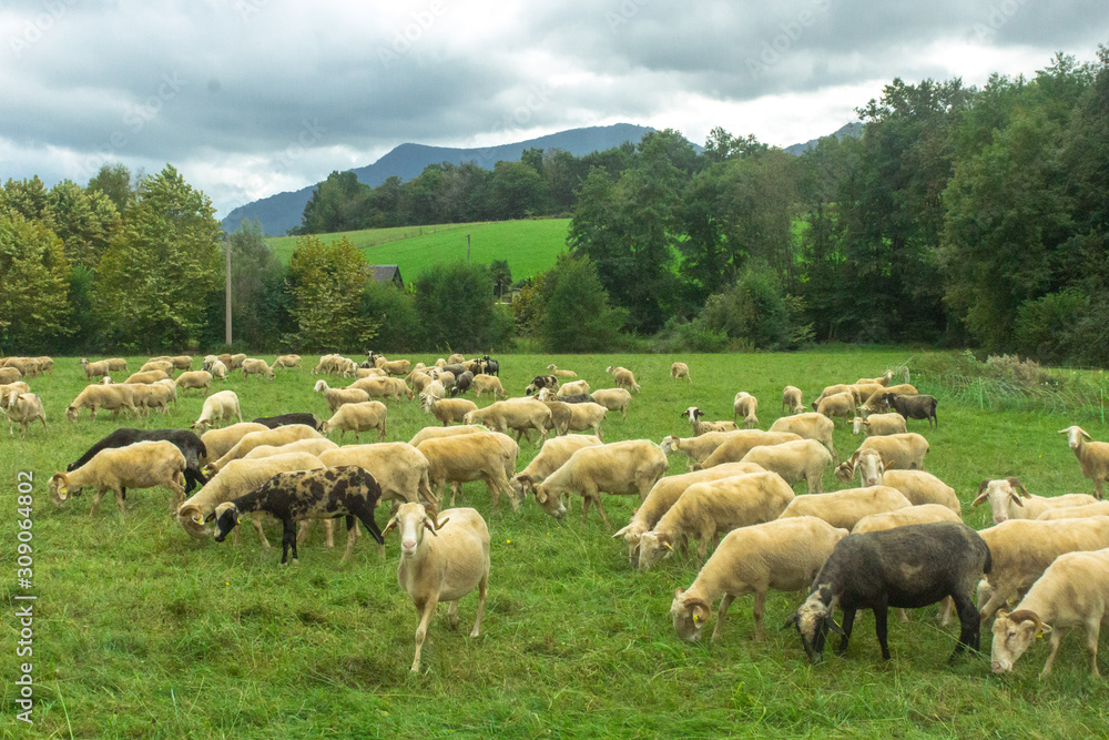 Obraz premium Flock of sheep. Artiodactyl animals in the pasture. Green meadow. Sheep, rams and lambs. Rural landscape. White sheep's wool. Livestock grazing on nature.