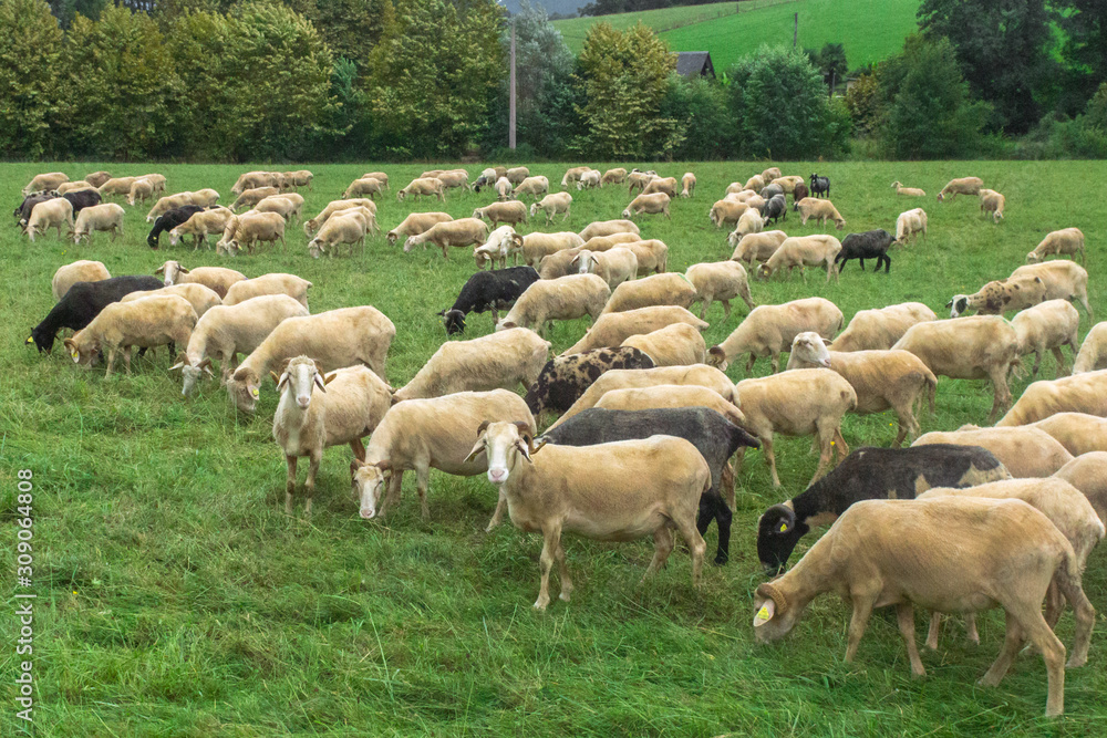 Fototapeta premium Flock of sheep. Artiodactyl animals in the pasture. Green meadow. Sheep, rams and lambs. Rural landscape. White sheep's wool. Livestock grazing on nature.