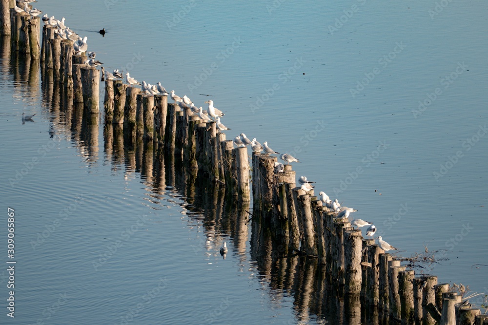 white seaguls sitting on a line od wooden piles in a lake