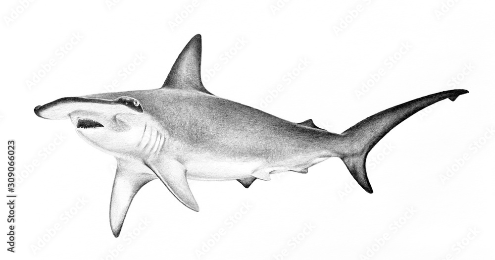 hammerhead shark illustration. hand drawn sketch of hammerhead shark swimming. Dangerous scary animal wildlife drawing. Powerful fierce symbol concept. Shark isolated on white background. - obrazy, fototapety, plakaty 