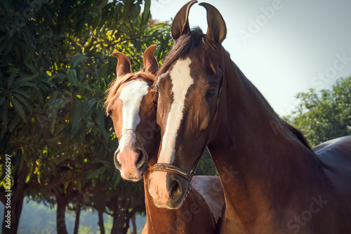 portrait of Marwari mare with her foal. Gujarat  India