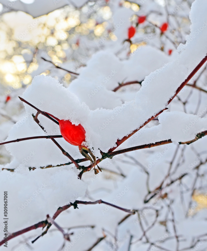 Winter background. Rosehips bushes in snow.